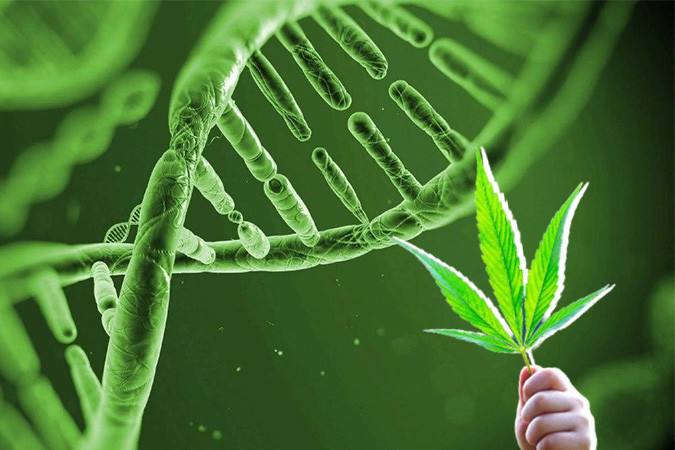 Генетика конопли Генотип конопли