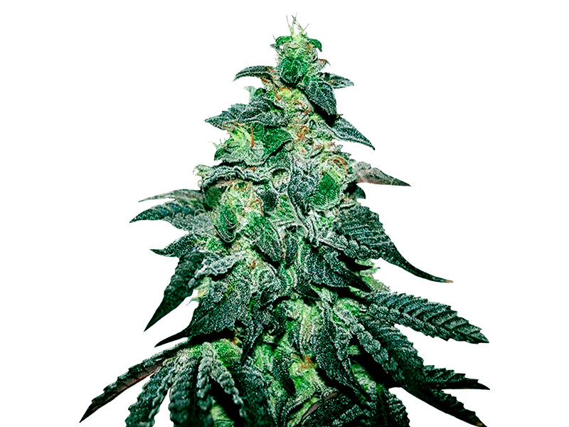 Golosa от Delicious Seeds Golosa