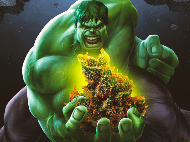 Подборка мощных и урожайных сортов конопли Бошка урожайного сорта конопли