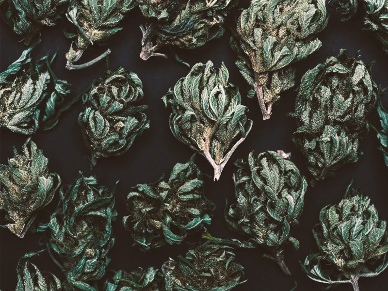 Способы высушить коноплю Сушка конопли