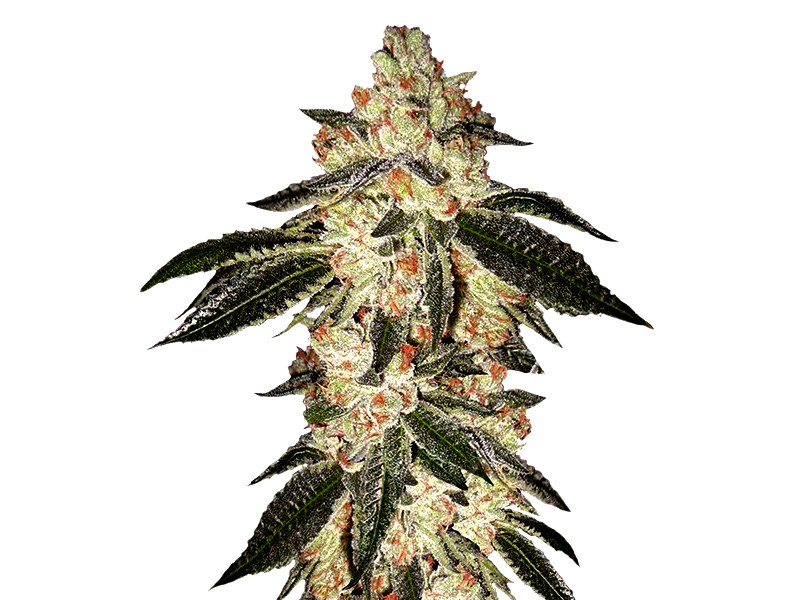 Green Crack auto от FastBuds Green Crack auto