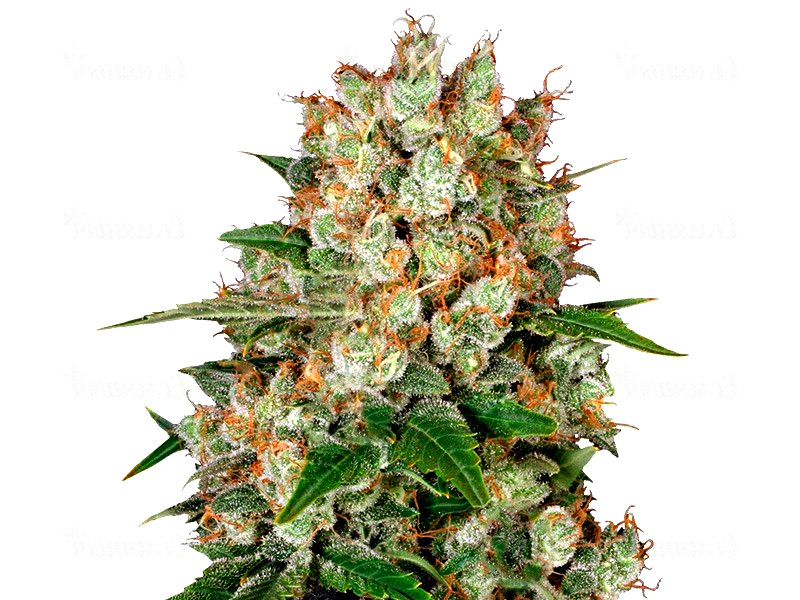 Ak 47 от «Семяныча» Сорт конопли Ak 47