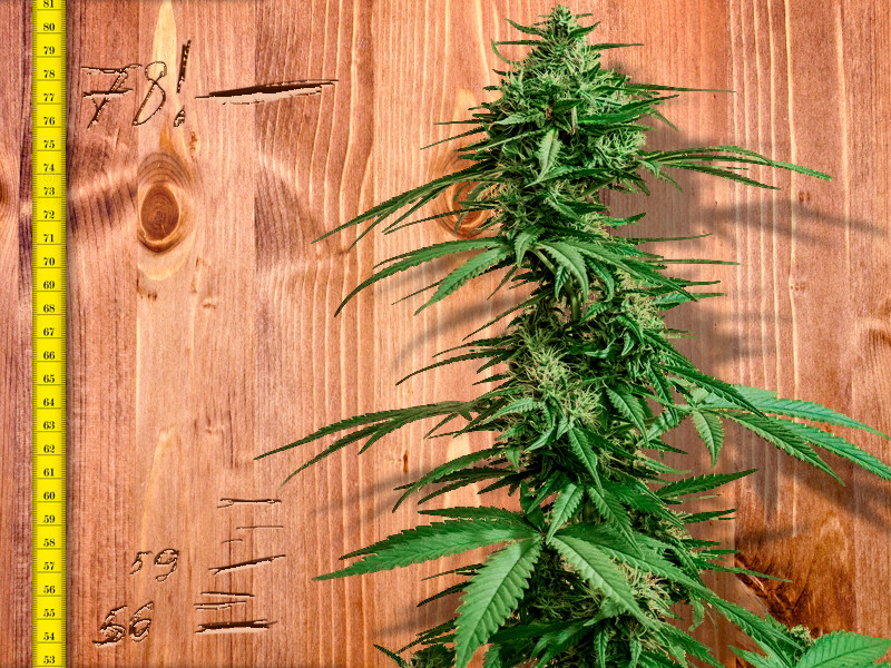 Ускорение роста и созревания конопли Ускорить рост марихуаны