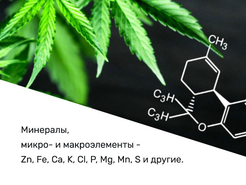 Эффект посевной конопли Химические составляющие посевной конопли