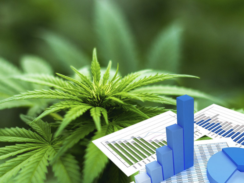 Полив куста марихуаны неидеальной по параметрам водой приведет к проблемам Какой водой лучше поливать каннабис