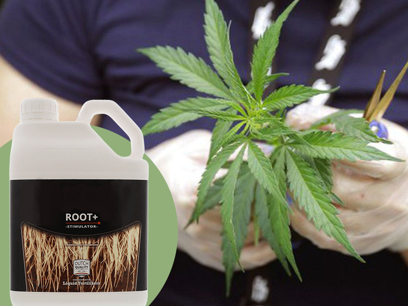 Уход за клонами куста конопли после образования корней Питание и уход для клонов куста конопли