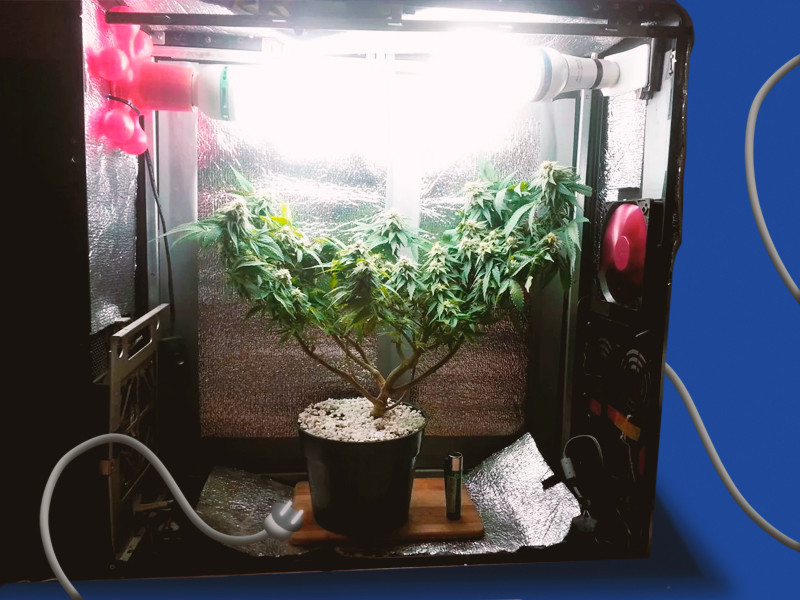 Скрытое выращивание марихуаны в системном блоке от компьютера Вырастить коноплю в системном блоке