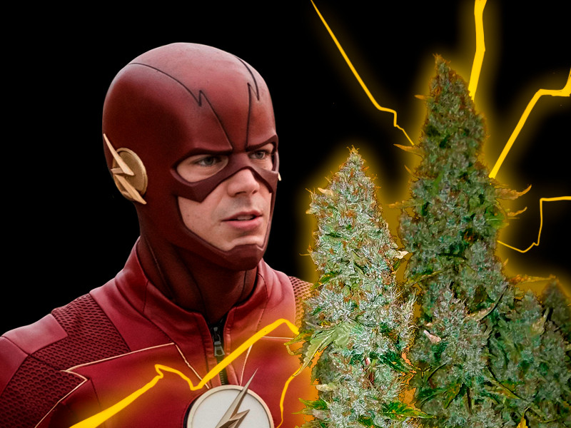 Подборка быстрых автоцветов Самые быстрорастущие автоцветы