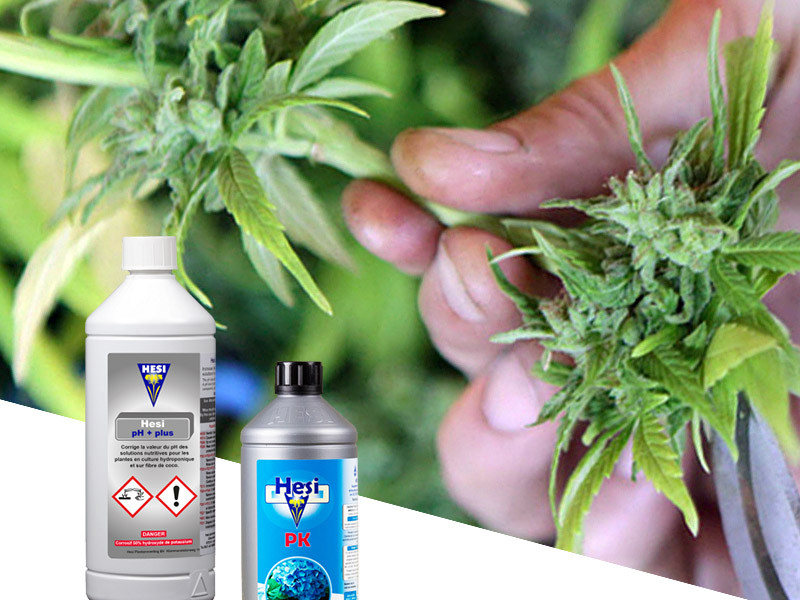 Как обеспечить защиту свежесрезанного черенка конопли Как защитить черенки конопли