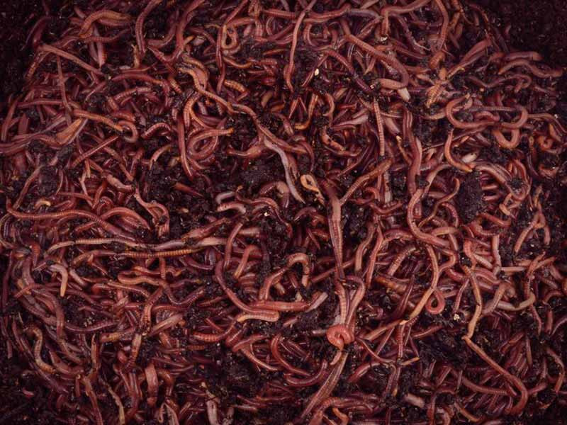 Обогащение грунта для конопли с помощью вермикомпоста Органическое удобрение вермикомпост для каннабиса