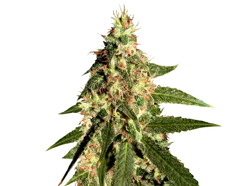 Сорт Auto Amnesia от Семяныч Auto Amnesia (Семяныч) - девочка сама цветет, просто добавь воды