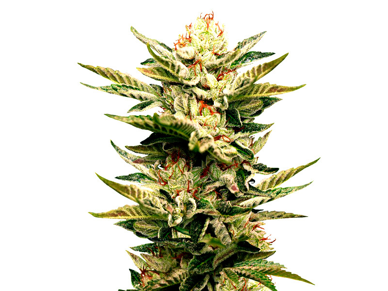 Sapphire Scout fem от Humboldt Seeds Sapphire Scout