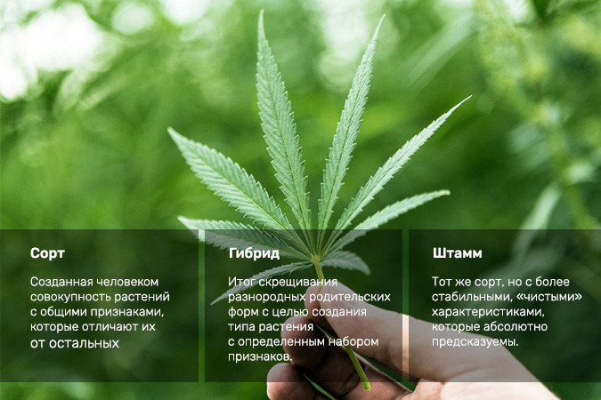 Определения словам сорт, гибрид и штам Сорт гибрид штам - определения