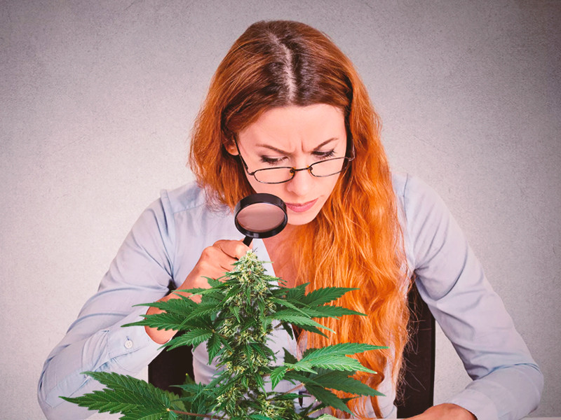 Осматривайте куст конопли для выявления проблем по внешнему виду Проблемы у конопли