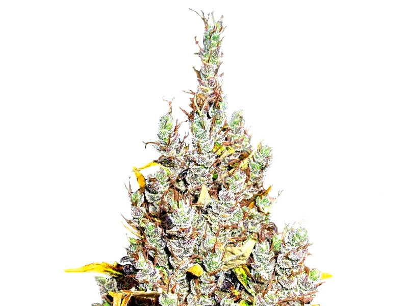 2046 от Medical Seeds Сорт конопли 2046 - 100% сатива