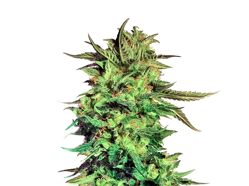 LSD до 25% ТГК Сорт конопли LSD от Сидбанка Семяныч до 25% ТГК