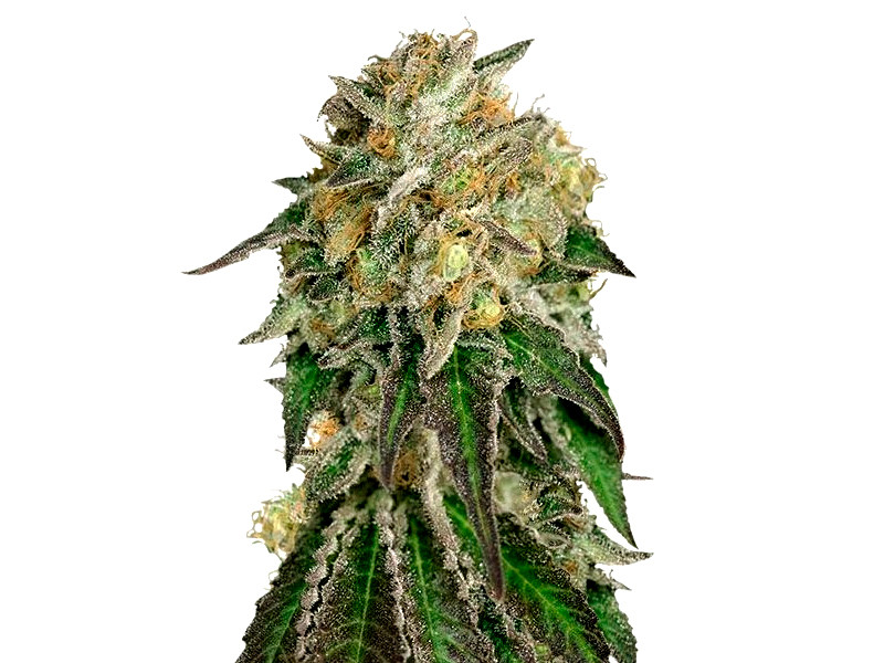Amherst Sour Diesel до 27,1% ТГК Сорт конопли Amherst Sour Diesel до 27,1% ТГК