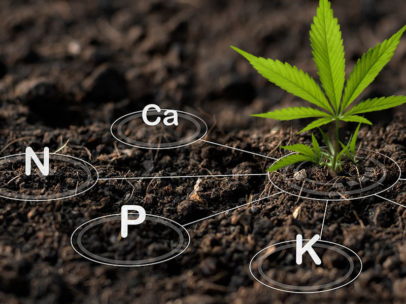 Какие вещества входят в основу питания конопли Список необходимых марихуане питательных веществ