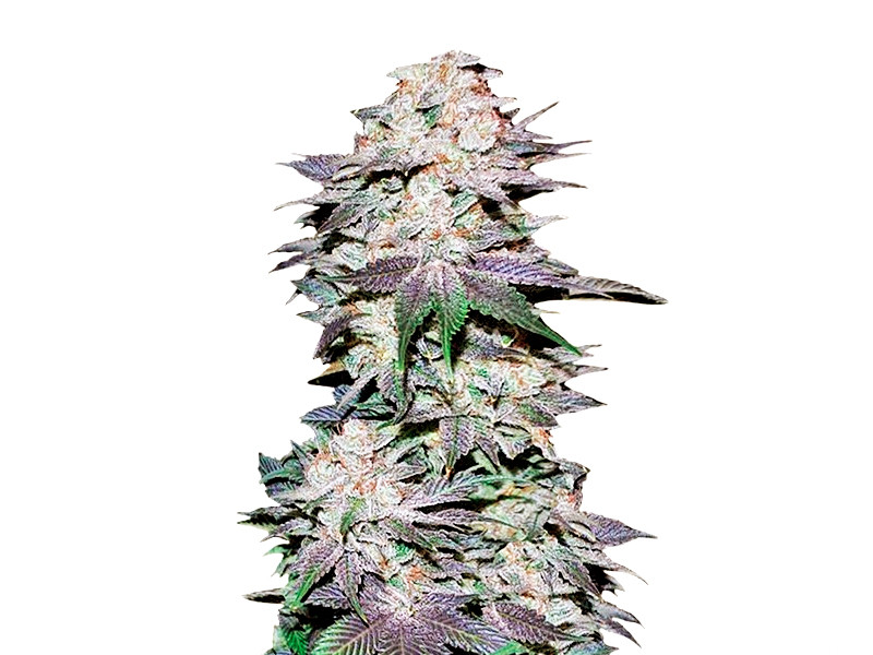 Blackberry auto от FastBuds Blackberry auto