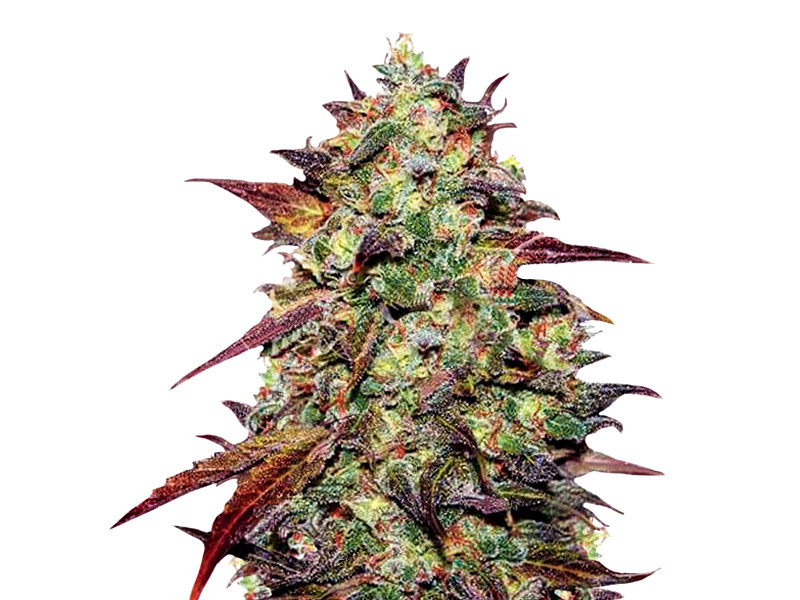 Eleven Roses от Sugar Black Rose Eleven Roses