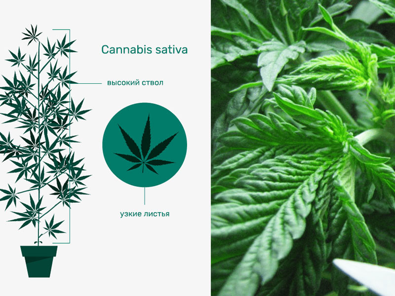 Что такое cannabis sativa Особенности конопли сатива
