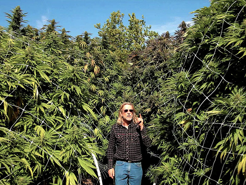 Сатива - высокая конопля Хорхе Сервантез среди высоких кустов Сативы в аутдоре