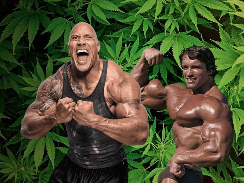 Каким образом конопля влияет на развитие мышечной массы Влияние марихуаны на мышцы