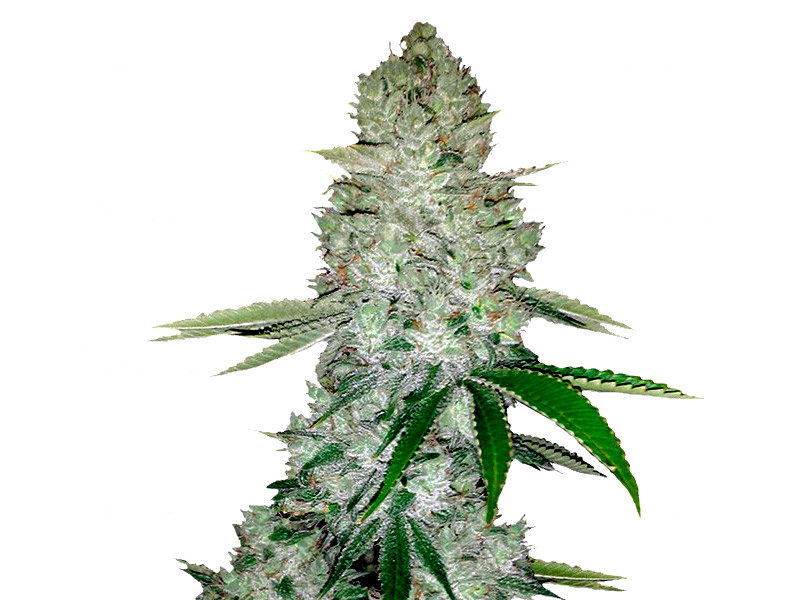 Сорт Gorilla Glue Auto от FastBuds Gorilla Glue Auto (FastBuds) - Приклеит к дивану даже гориллу