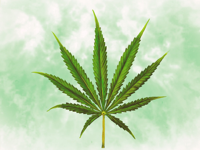 Лист сативы Лист сативной конопли (сатива)