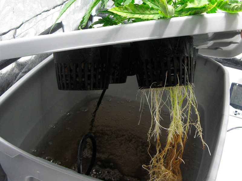 Корни конопли в водном растворе Корни конопли на гидре