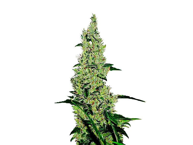 Y Greiga до 27,12% ТГК Сорт конопли Y Greiga до 27,12% ТГК