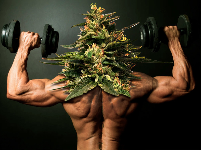 Какой сорт конопли самый сильный? Сильнейший сорт конопли