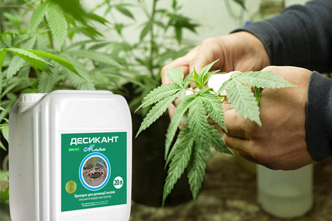 Сушить коноплю можно с помощью десикантов Сушка конопли с помощью осушителей (десикантов)