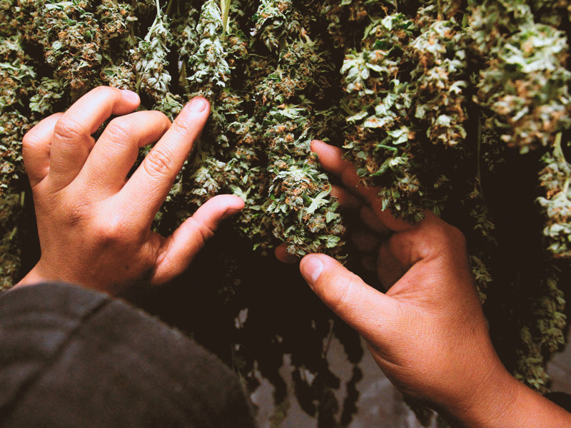 FAQ по сушке конопли Сушка шишек конопли