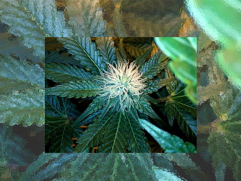 Как происходит рост конопли Время роста марихуаны