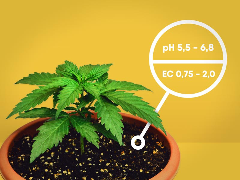 Как приготовить почвосмесь для каннабиса Почвосмесь для каннабиса