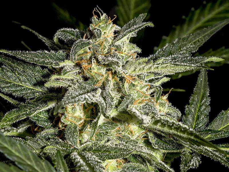 Топ сорт каннабиса Сорт конопли, классика