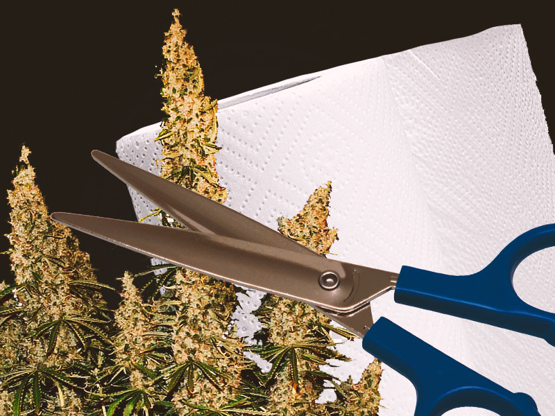 Измельчение бошек конопли для более быстрой сушки Измельченные бошки сохнут быстрее