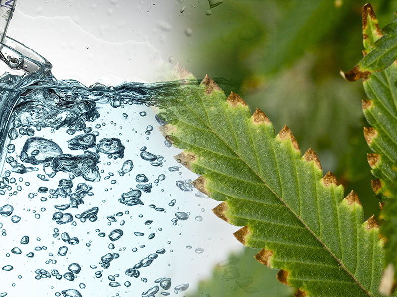 Влияние жесткой воды на коноплю и что такое PPM Какую воду стоит использовать при поливе конопли