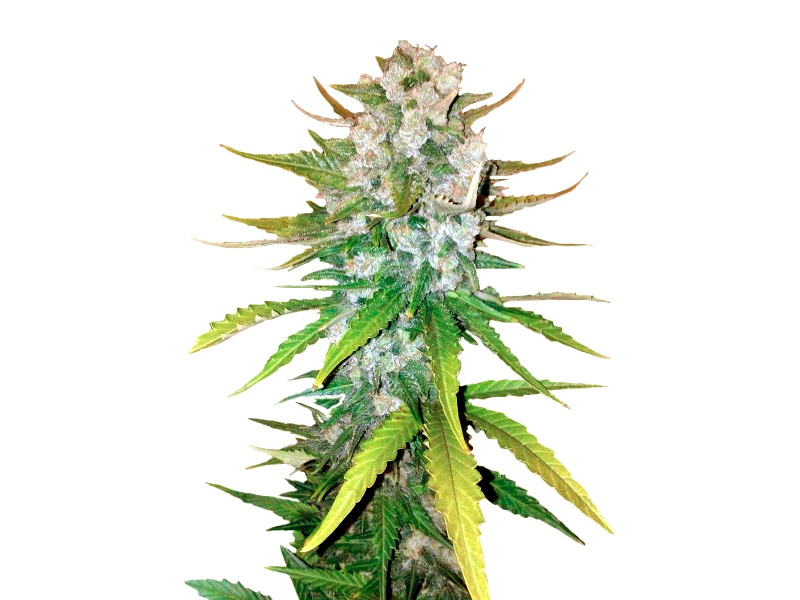 Сорт + Speed Auto от Sweet Seeds + Speed Auto