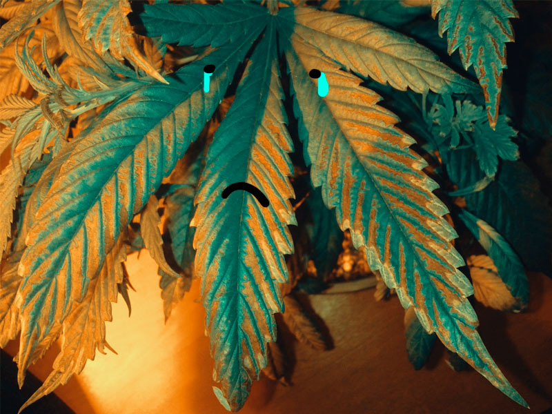 Недостаток микроэлементов у конопли Дефицит микроэлементов у конопли