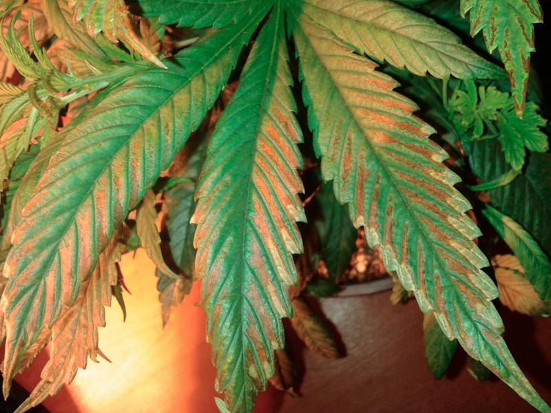 Ожог конопли из-за избытка освещения Световой ожог конопли