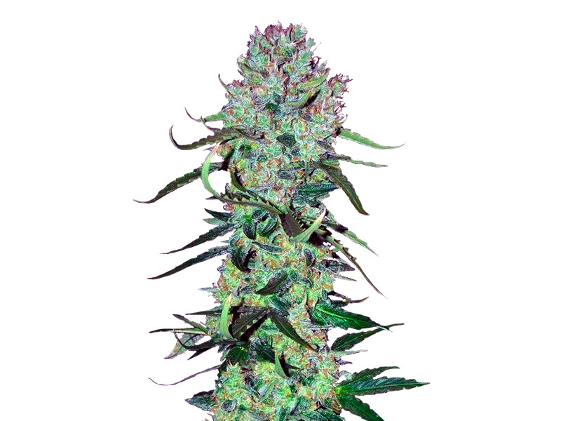 Auto Ultimate от Dutch Passion Auto Ultimate