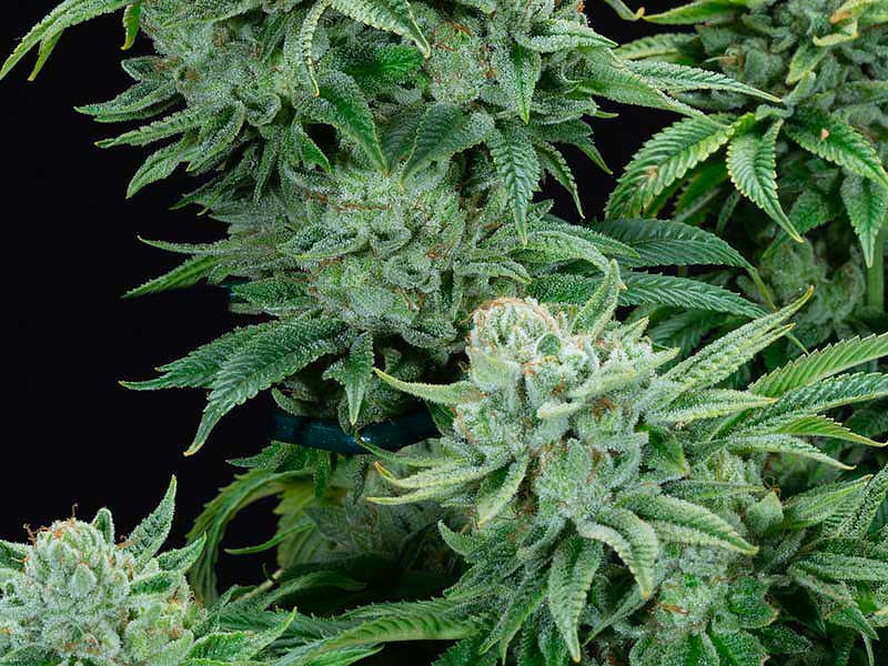 Сорт марихуаны Горилла Лучший сорт марихуаны