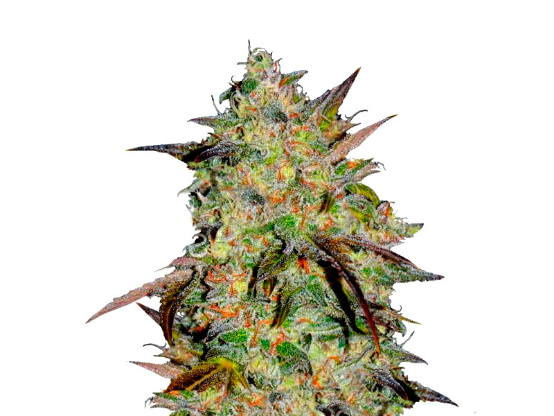 Для гидропонного метода отлично подходит сорт Marmalate Early Version Marmalate Early Version от Delicious Seeds