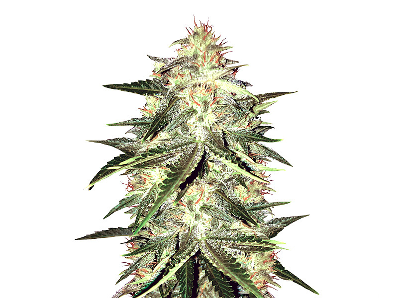 Lemon AK auto от FastBuds Lemon AK auto