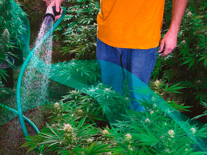 Полив конопли Полив при выращивании конопли