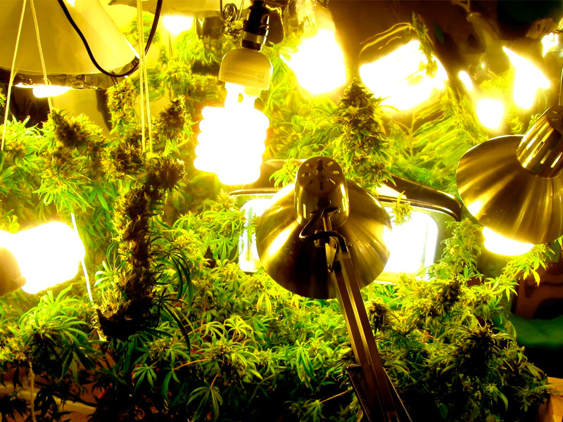 ЭСЛ - эконом вариант для выращивания конопли Энергосберегающие лампы для выращивания конопли