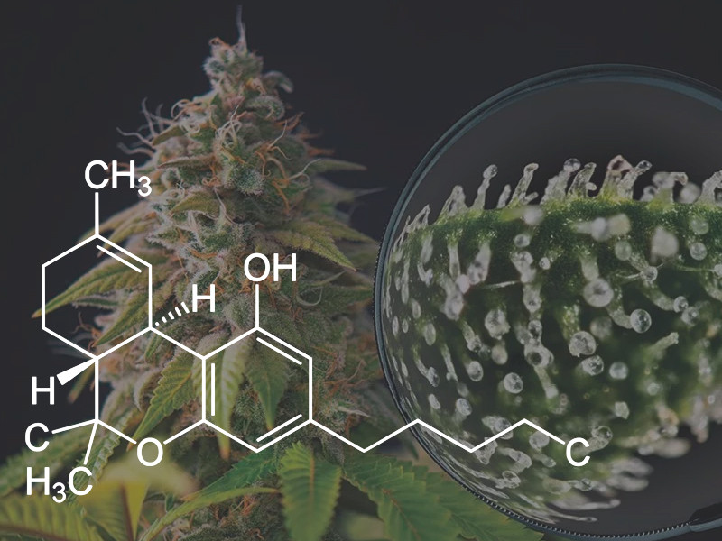Трихомы защищают коноплю Назначение трихом конопли