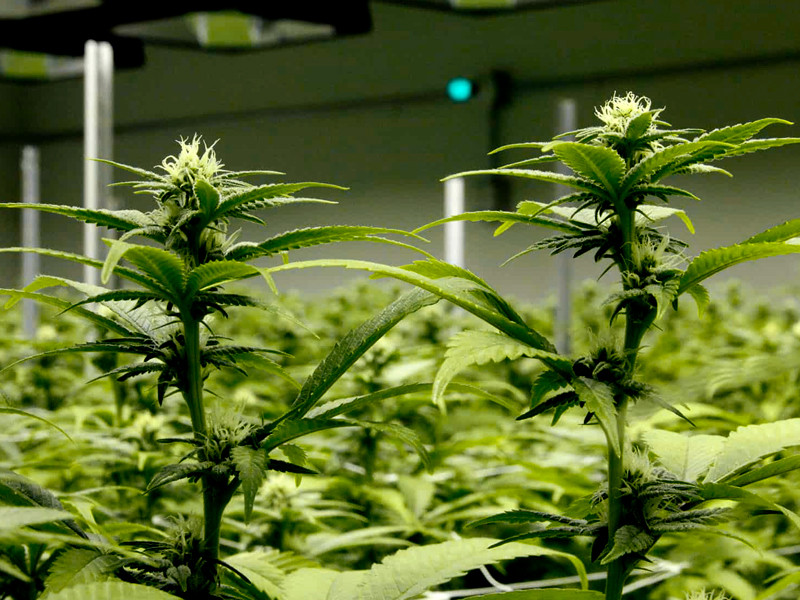 Цветение конопли Процесс цветения марихуаны